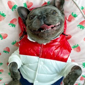 Three-color Pet Autumn And Winter Clothes Schnauzer Teddy French Fighting Cow Dog Cotton-padded Waistcoat Vest (Option: Three Color Stitching-XL)